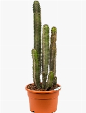 Euphorbia canariensis 80 cm