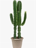 Euphorbia erytrea 2pp Vertakt 140 cm