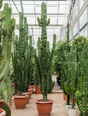 Euphorbia erytrea Vertakt (220-230) 220 cm