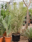 Euphorbia fierensis Vertakt 160 cm