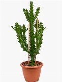 Euphorbia mayuranathanii Vertakt 90 cm