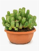 Euphorbia resinifera Bush 35 cm
