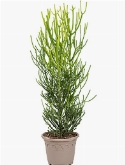 Euphorbia tirucalli Stick on Fire 100 cm