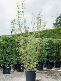 Fargesia nitida Bush 180 cm