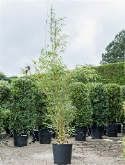 Fargesia robusta campbell Bush 200 cm