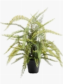 Fern Boston Bush