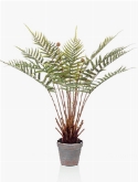 Fern Dicksonia Toef