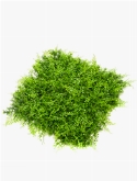 Fern Juniperus Mat 0