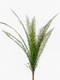 Fern Nephrolepis Toef (15 lvs.)