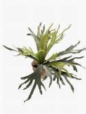 Fern Staghorn Bush 16