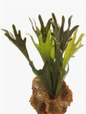 Fern Staghorn Toef (15 Lvs.)