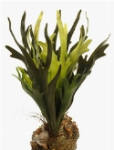 Fern Staghorn Toef (18 lvs.)