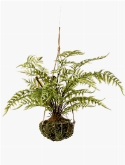 Fern Toef