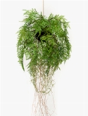 Fern with roots Hanging Bush