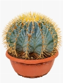 Ferocactus glaucescens Bol 35 cm