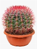 Ferocactus stainesii Bol 35 cm