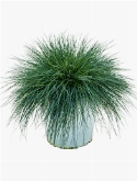 Festuca glauca intense blue Bush 40 cm