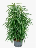 Ficus alii 2pp 120 cm