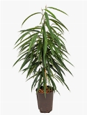 Ficus alii Toef 65 cm