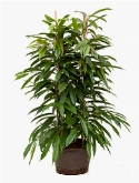 Ficus amstel king 2pp 110 cm