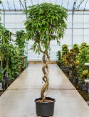 Ficus amstel king Spiraal dubbel 250 cm