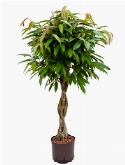 Ficus amstel king Stam gevl. 120 cm