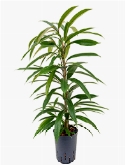 Ficus amstel king Toef 80 cm