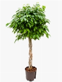 Ficus benjamina columnar Stam gevl. 130 cm