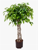 Ficus benjamina Open window 130 cm