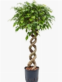 Ficus benjamina Spiraal dubbel 125 cm