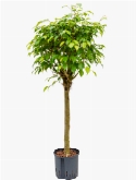 Ficus benjamina Stam 125 cm