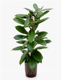 Ficus cyathistipula 2pp 70 cm