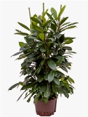 Ficus cyathistipula 6pp 130 cm