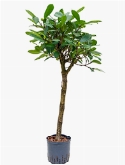 Ficus cyathistipula Stam 120 cm