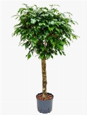 Ficus danielle Stam 130 cm