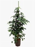 Ficus danielle Toef 100 cm