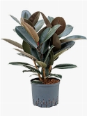 Ficus elastica abidjan Bush 75 cm