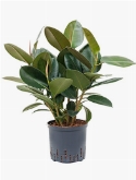 Ficus elastica robusta Bush 75 cm