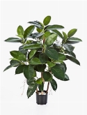 Ficus elastica Vertakt