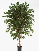 Ficus exotica Bol