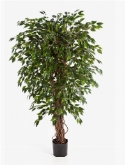 Ficus hawaiian liana Vertakt