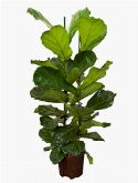 Ficus lyrata 2pp 120 cm