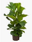 Ficus lyrata 3pp 120 cm