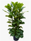 Ficus lyrata 4pp 140 cm