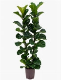 Ficus lyrata bambino 2pp 130 cm