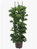 Ficus lyrata bambino 3pp 130 cm