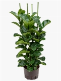 Ficus lyrata bambino 4pp 130 cm