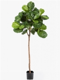 Ficus lyrata Bol