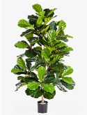 Ficus lyrata Bush