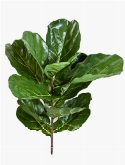 Ficus lyrata fiddle Tak (11 Lvs.)